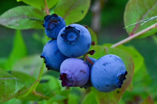 Can You Reverse A Receding Hairline At 20? 3 blueberries