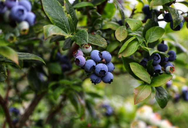 Hair Loss In Men: Things You Need to Know 4 blueberries