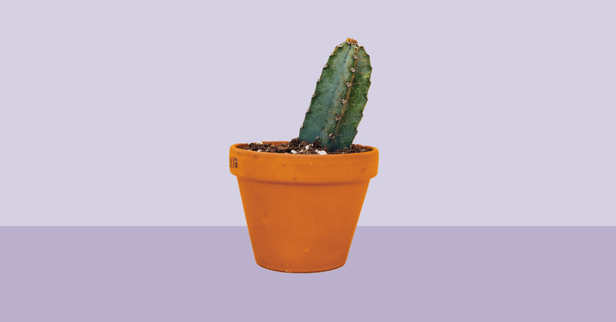 Erectile Dysfunction Medicine